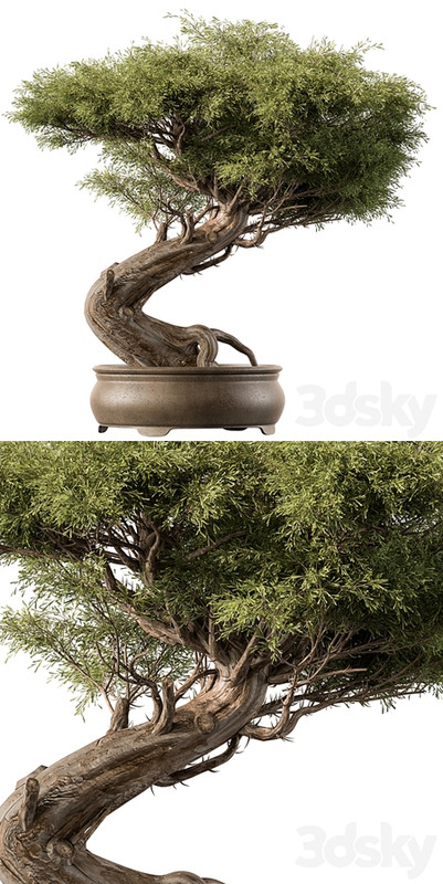 indoor Plant 452 - Bonsai Plant